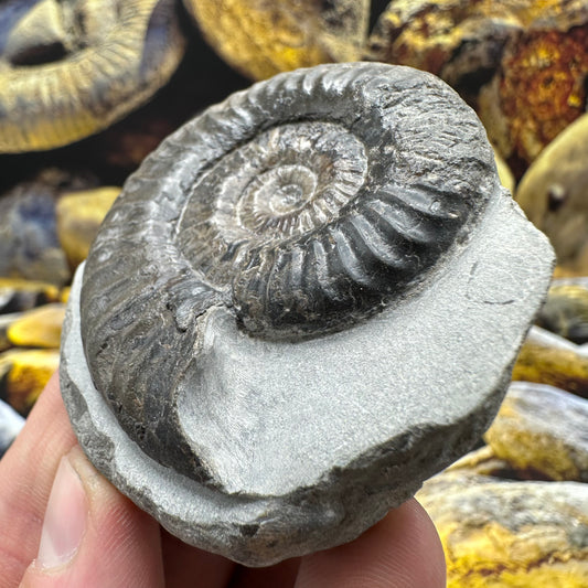 Grammoceras thoaurense ammonite shell fossil - Whitby, North Yorkshire