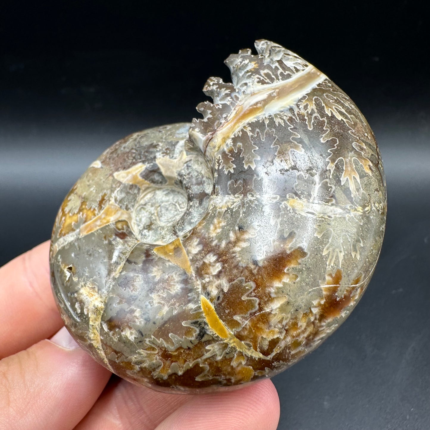 Puzosia Ammonite Fossil With Box And Stand - Cretaceous Ammonite Madagascar