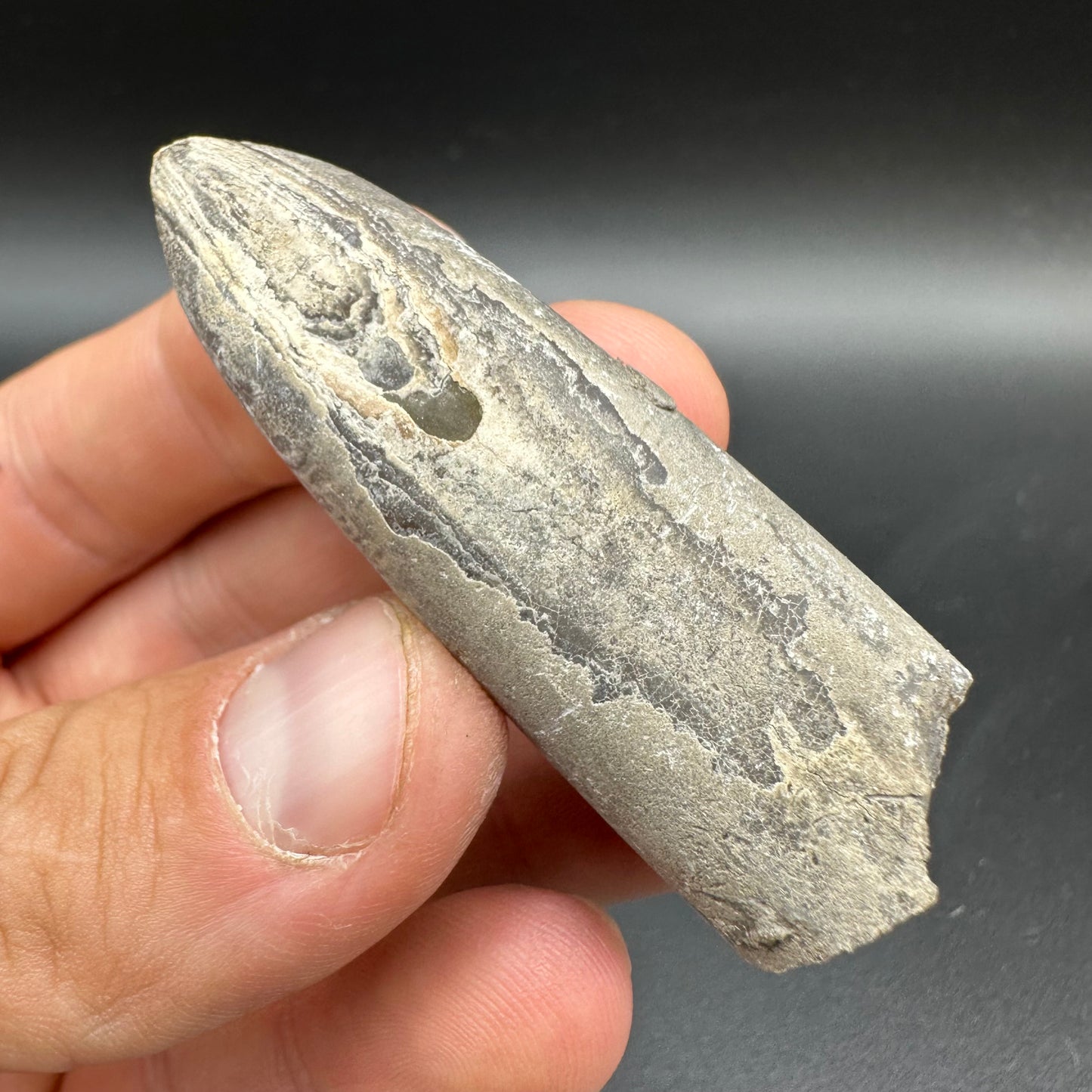 Belemnite (Fossil Squid) shell fossil - Whitby, North Yorkshire Jurassic Coast Yorkshire Fossils