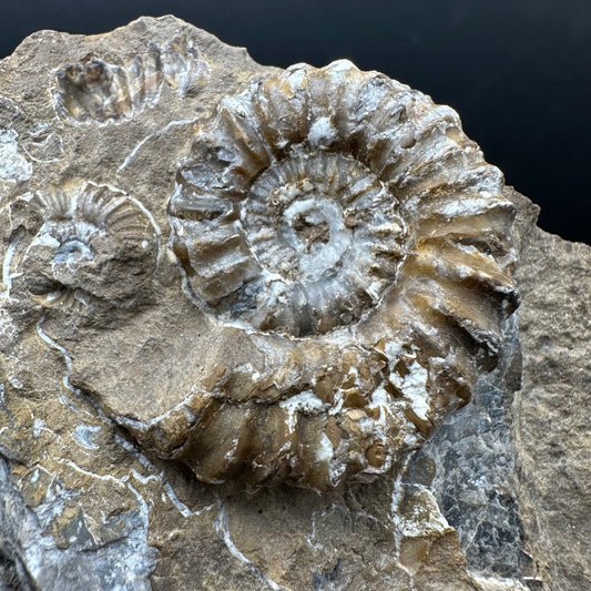 Androgynoceras capricornus Ammonite Fossil With Stand - Whitby, North Yorkshire Jurassic Coast Yorkshire Fossils