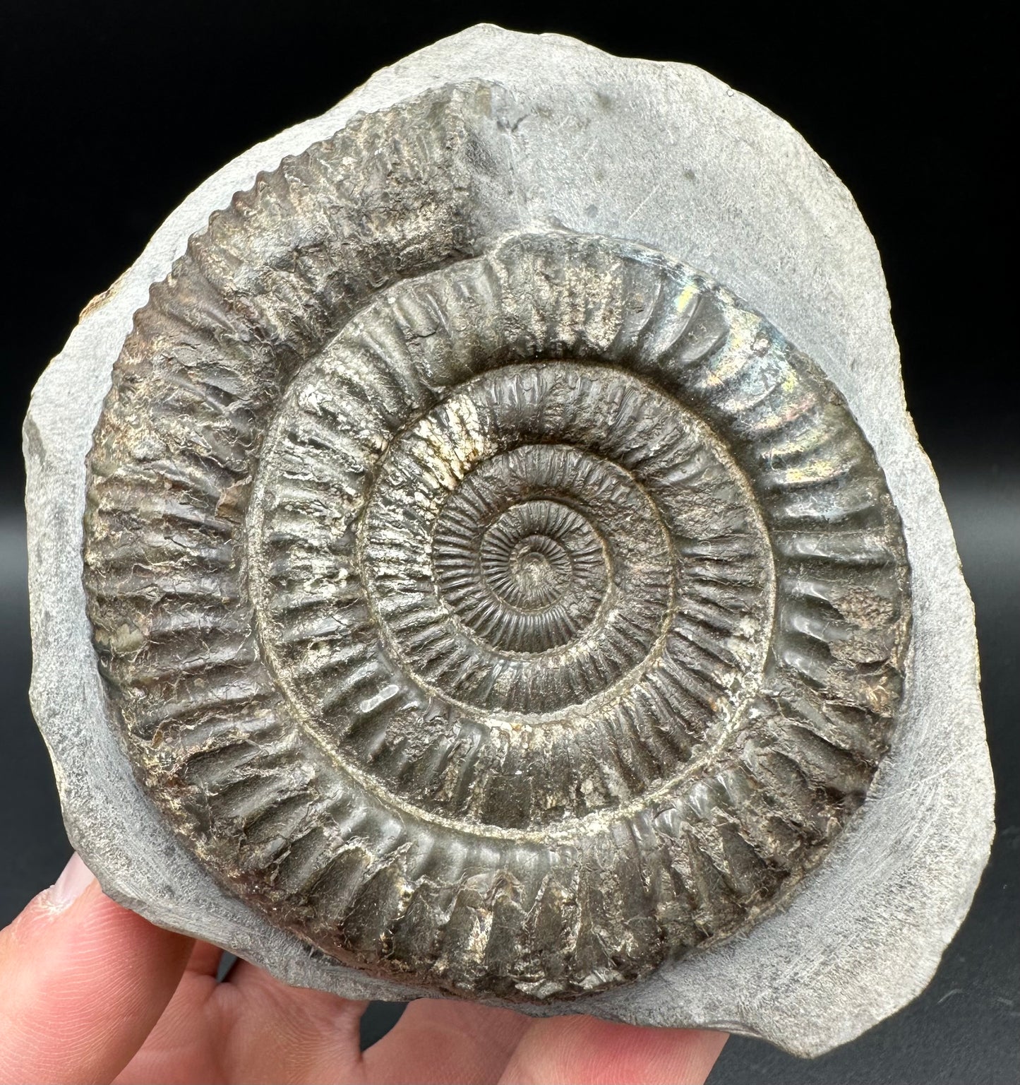 Iridescent Dactylioceras Ammonite Fossil With Box And Stand - Whitby, North Yorkshire Jurassic Coast Yorkshire Fossils