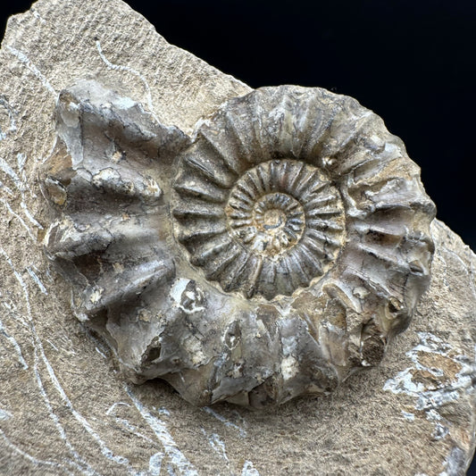 Androgynoceras capricornus Ammonite fossil with box and stand - Whitby, North Yorkshire Jurassic Coast Yorkshire Fossils