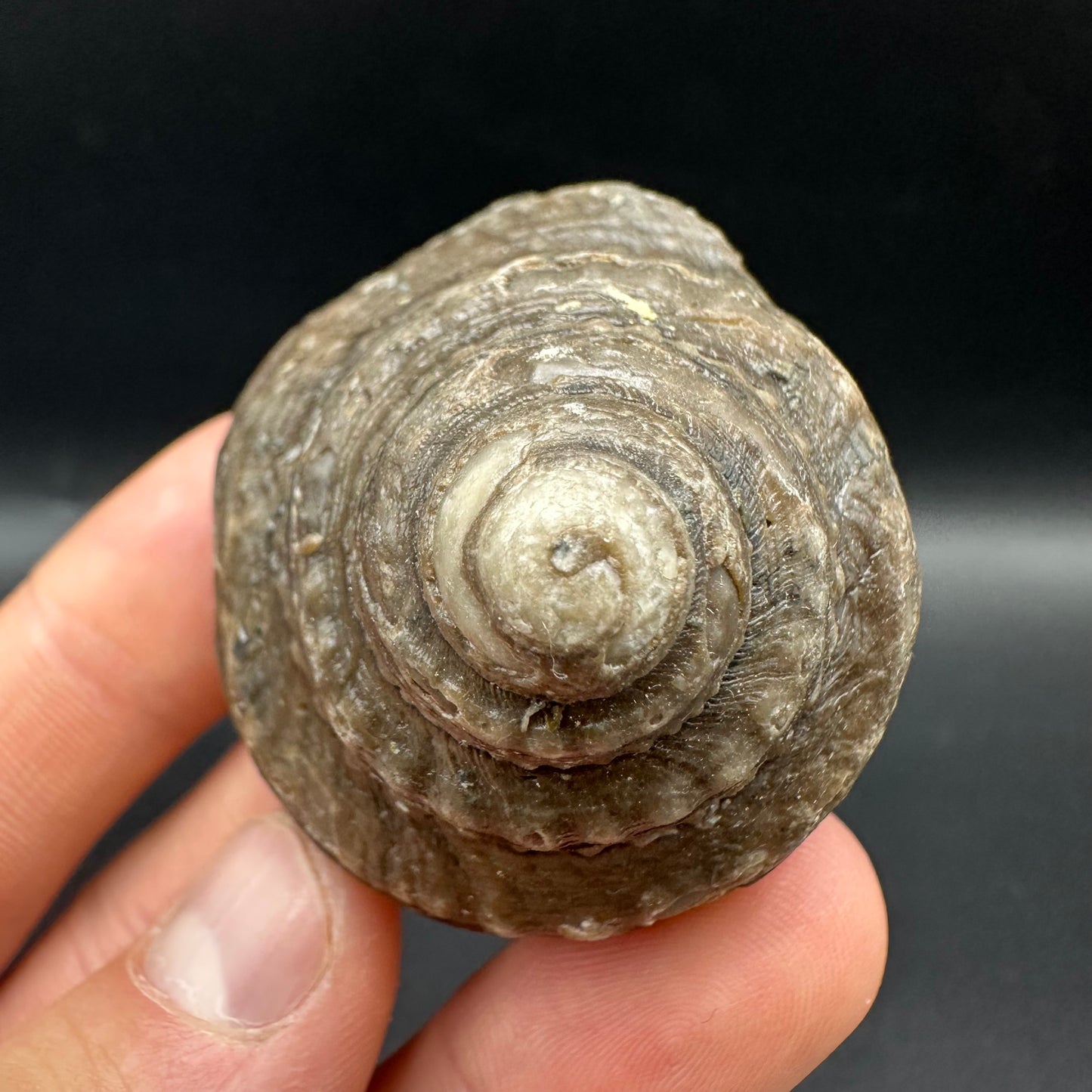 Gastropod Shell Fossil With Box And Stand - Whitby, North Yorkshire, Jurassic Coast, Yorkshire Fossils