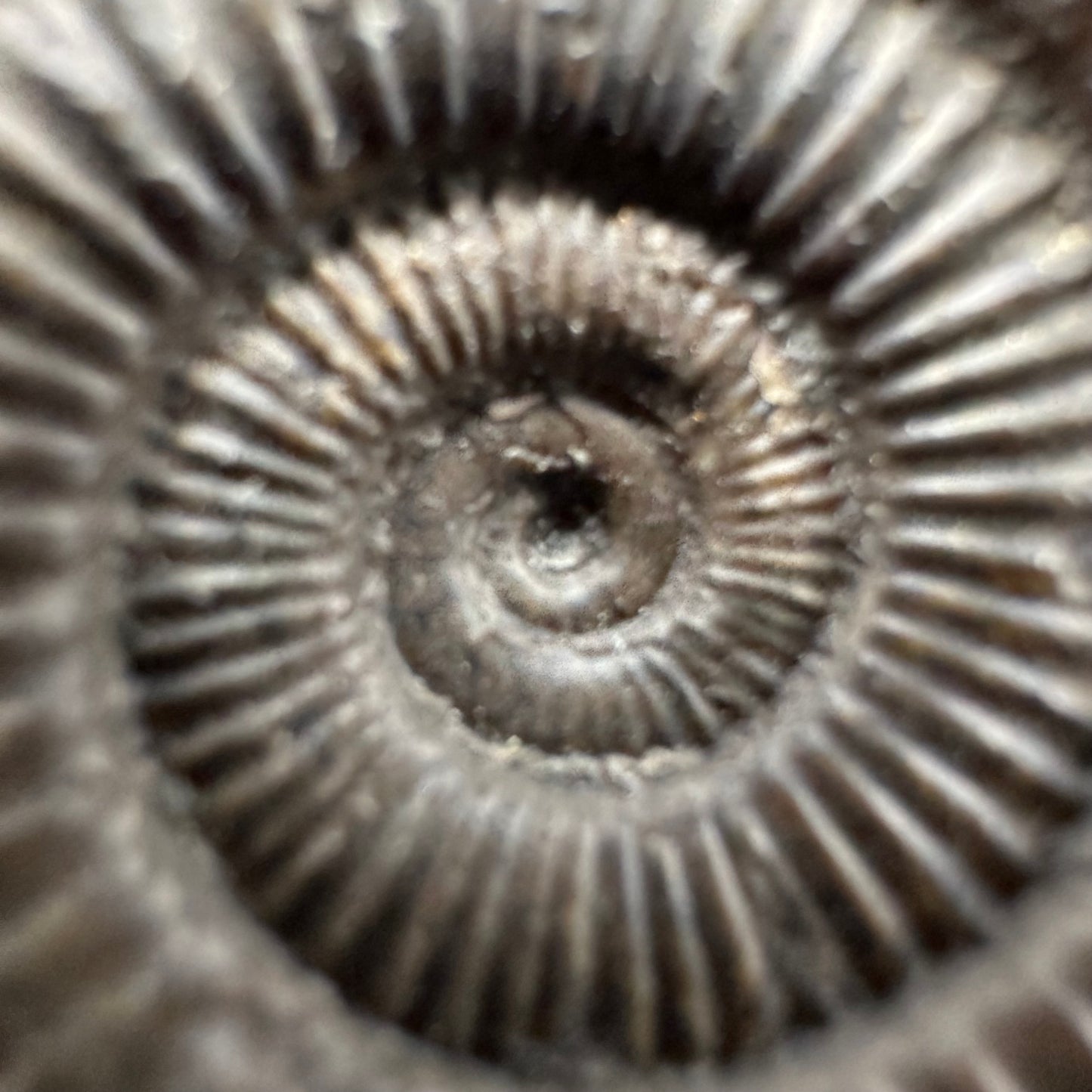 Dactylioceras Ammonite Fossil With Box And Stand - Whitby, North Yorkshire Jurassic Coast Yorkshire Fossils
