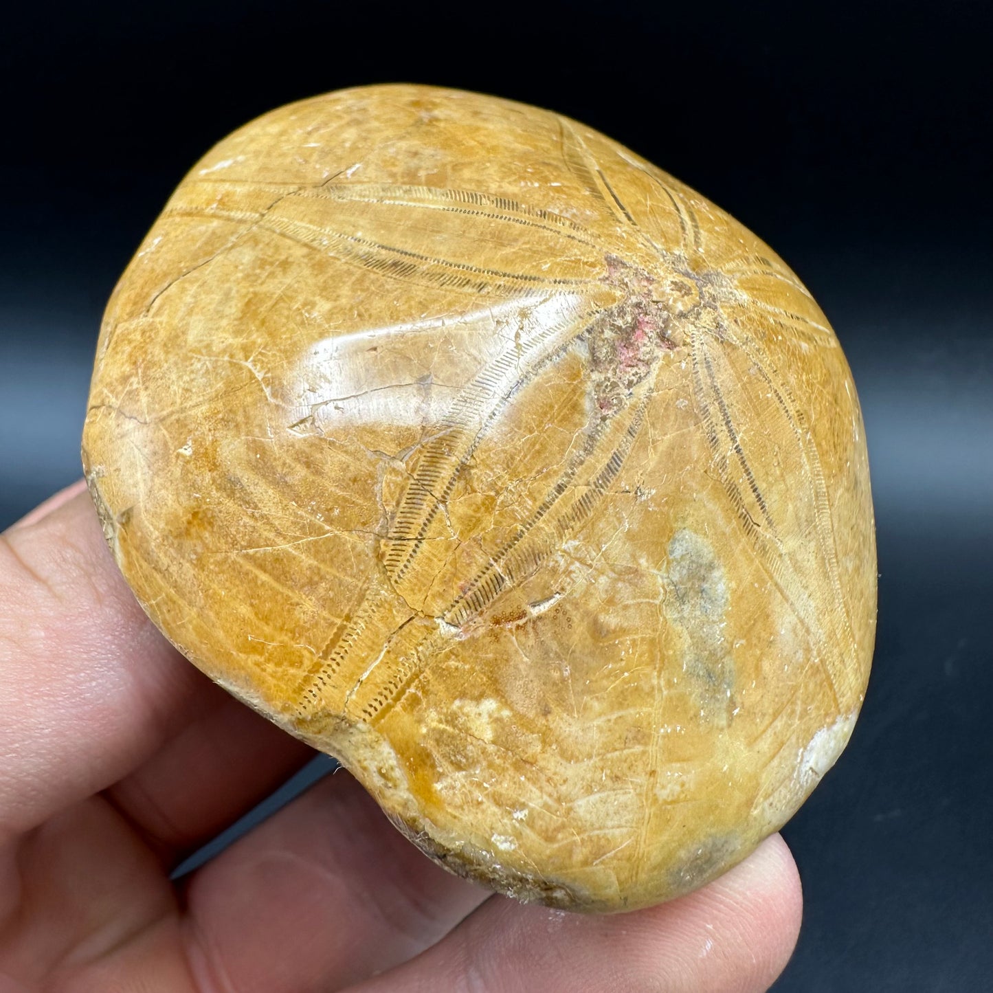 Holectypus Sea Urchin Fossil With Box And Stand - Middle Jurassic Madagascar