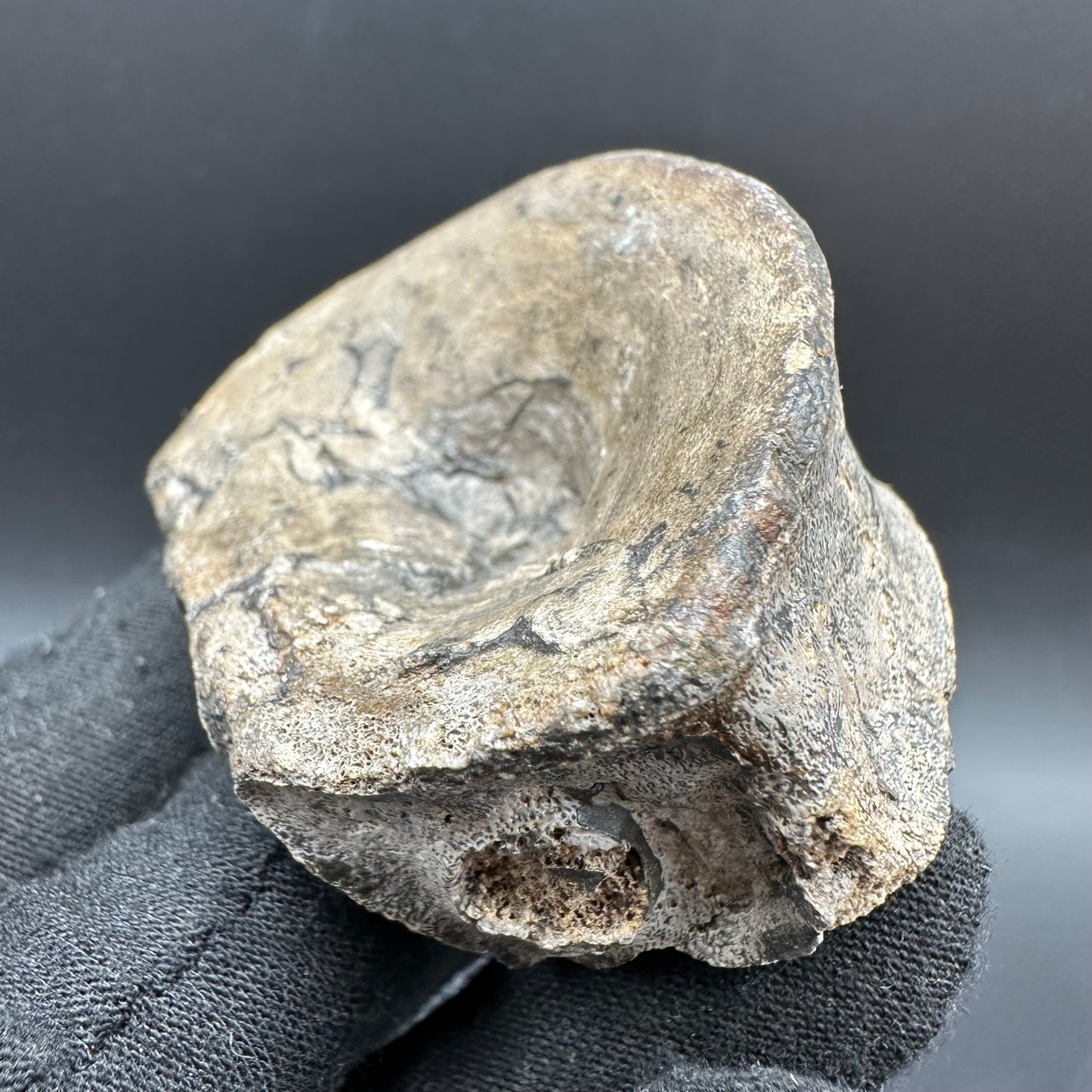 Ichthyosaur Vertebra fossil with box and stand - Whitby, North Yorkshire Jurassic Coast, Yorkshire fossils found on the Jurassic Coast