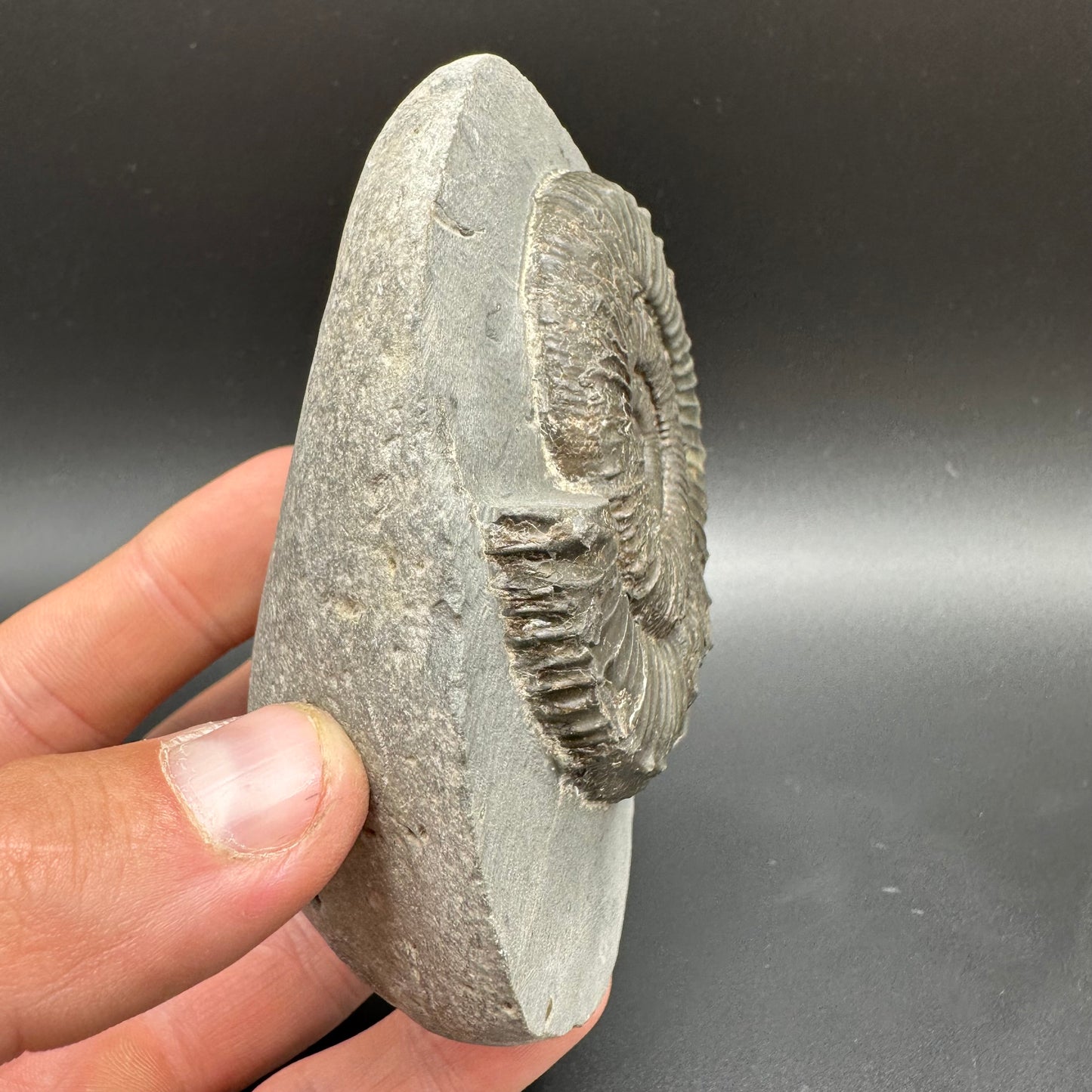 Peronoceras fibulatum Ammonite fossil with box and stand - Whitby, North Yorkshire Jurassic Coast Yorkshire Fossils