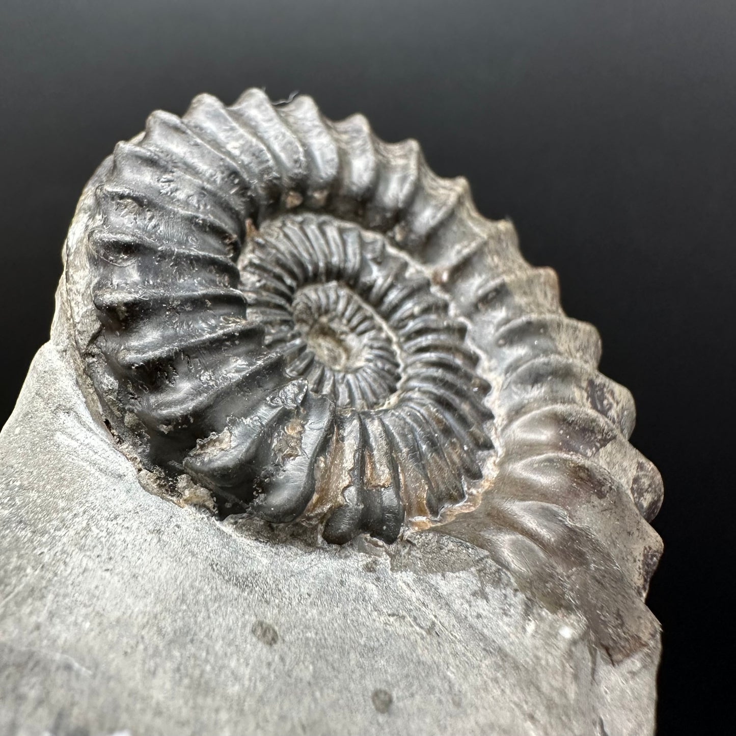 Pleuroceras hawskerense Ammonite fossil with box and stand - Whitby, North Yorkshire Jurassic Coast, Yorkshire fossils
