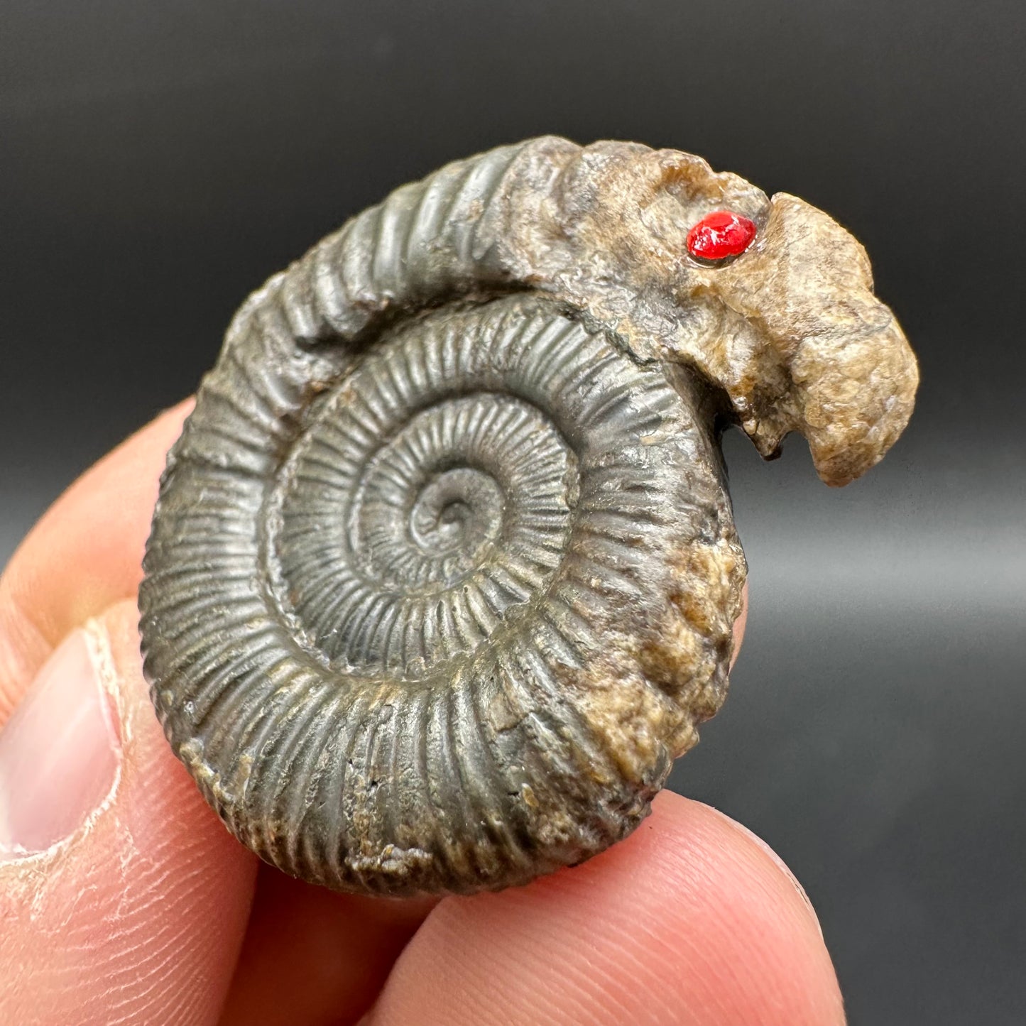 Snakestone Ammonite Fossil With Bag/Box And Stand - Whitby, North Yorkshire Jurassic Coast Yorkshire Fossils