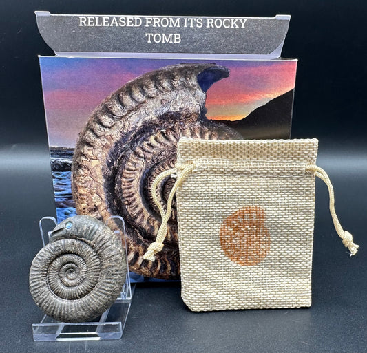 Snakestone Ammonite Fossil With Bag/Box And Stand - Whitby, North Yorkshire Jurassic Coast Yorkshire Fossils