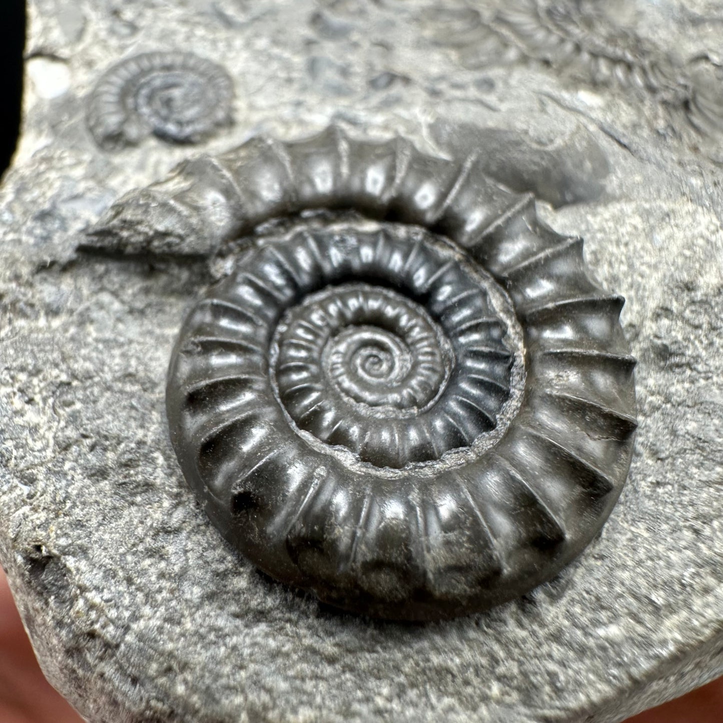 Arnioceras ammonite shell fossil with box and stand - Whitby, North Yorkshire Jurassic Coast Yorkshire Fossils