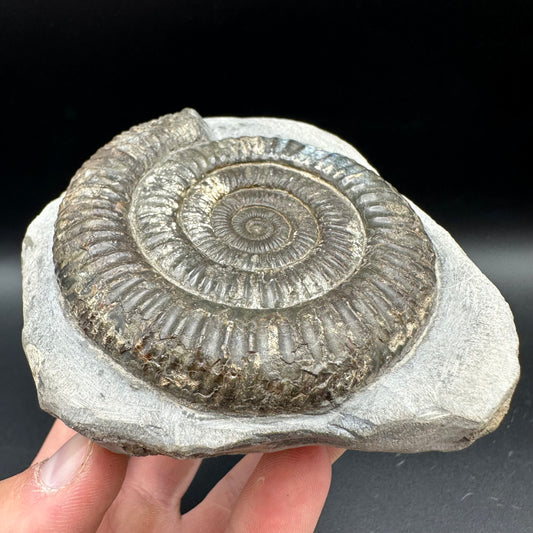 Iridescent Dactylioceras Ammonite Fossil With Box And Stand - Whitby, North Yorkshire Jurassic Coast Yorkshire Fossils