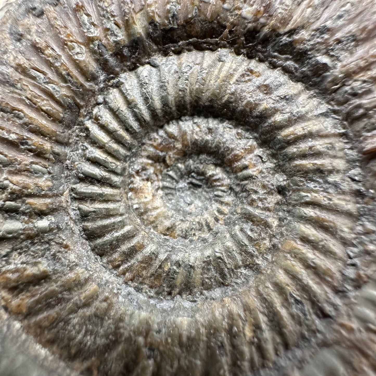 Dactylioceras semicelatum Ammonite fossil with box and stand - Whitby, North Yorkshire Jurassic Coast Yorkshire Fossils