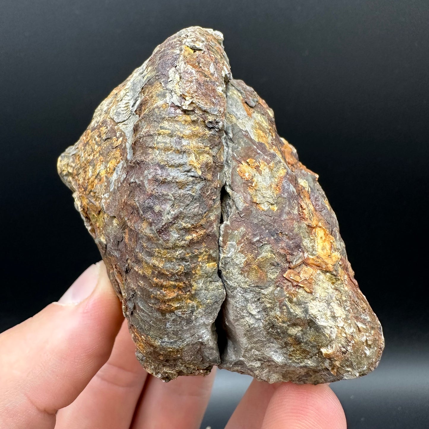 Dactylioceras Ammonite nodule (split pair) Fossil With Box And Stand - Whitby, North Yorkshire Jurassic Coast Yorkshire Fossils