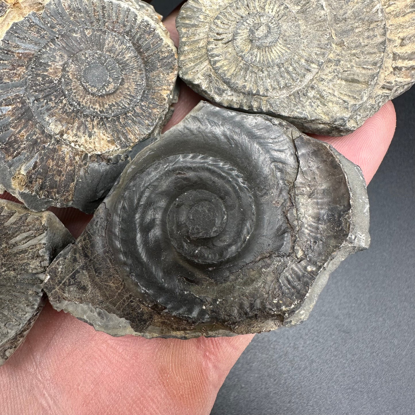 Dactylioceras imprint (negative) bundle ammonite shell fossil with box - Whitby, North Yorkshire, Yorkshire Fossils
