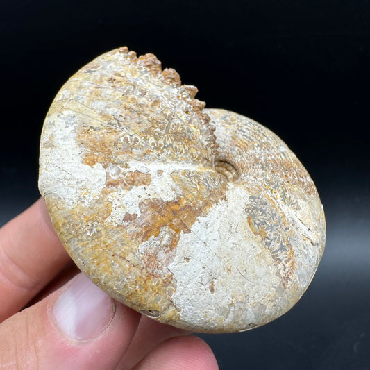 Phylloceras Ammonite Fossil With Box And Stand - Cretaceous Ammonite Madagascar