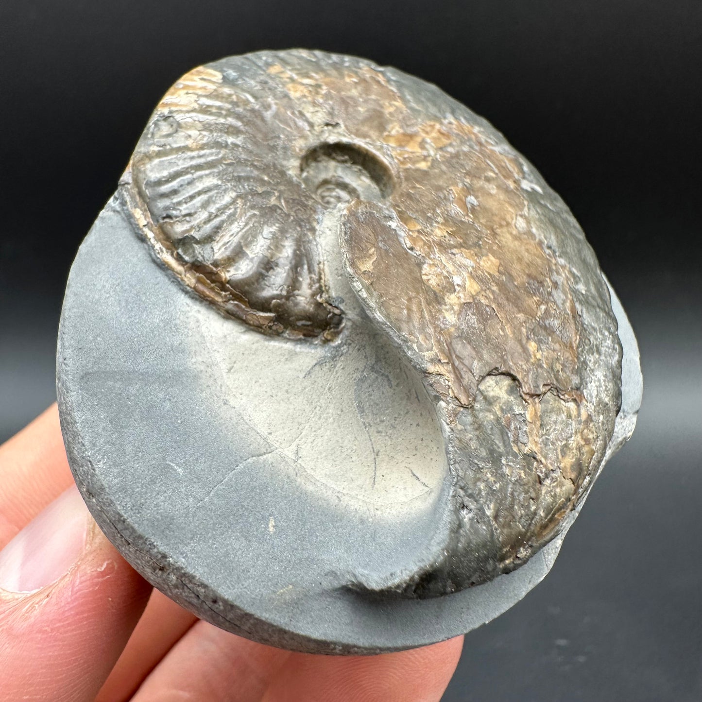 Pseudolioceras lythense Ammonite fossil with box and stand - Whitby, North Yorkshire, Yorkshire Fossils on the Jurassic Coast