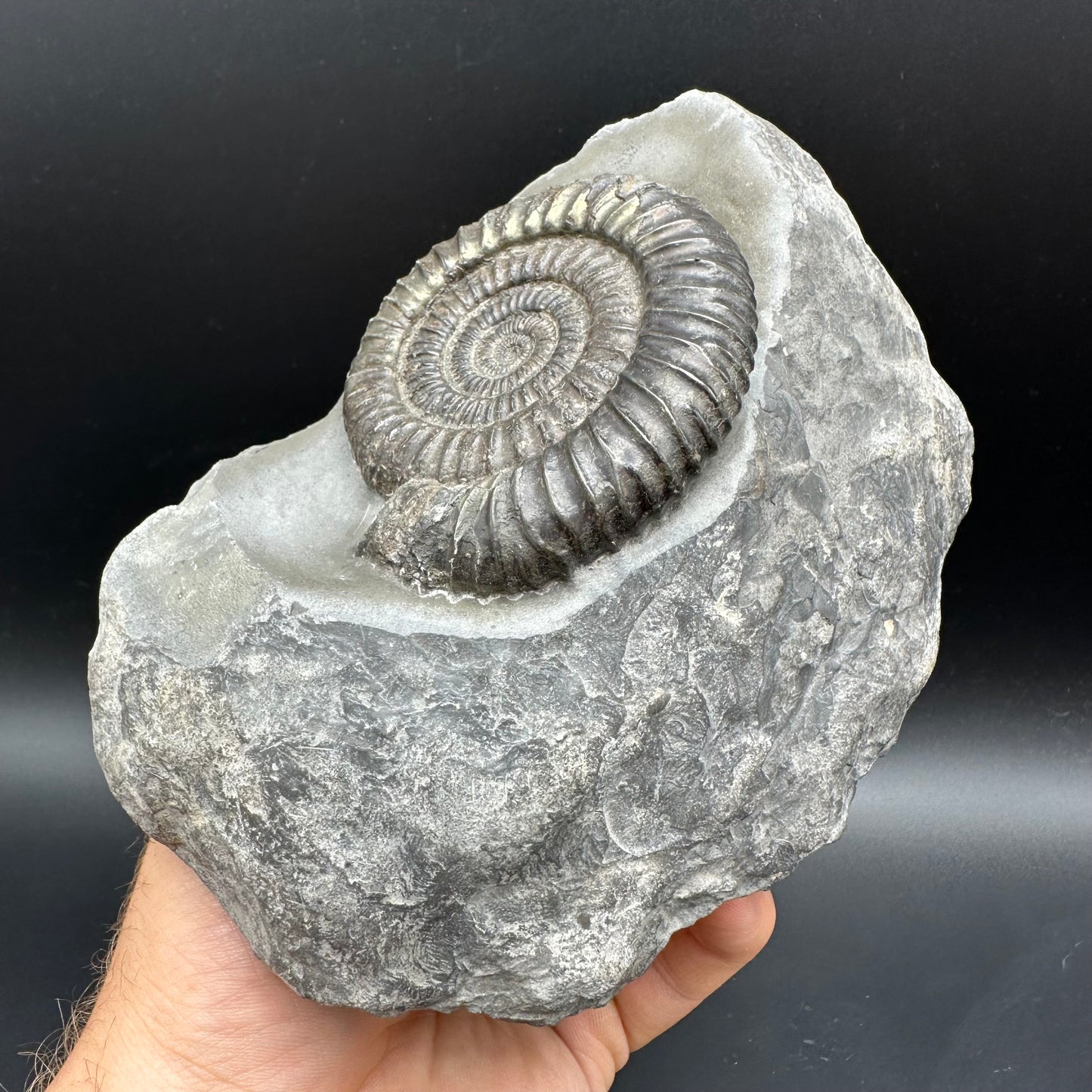 Dactylioceras Ammonite Fossil With Stand - Whitby, North Yorkshire Jurassic Coast Yorkshire Fossils