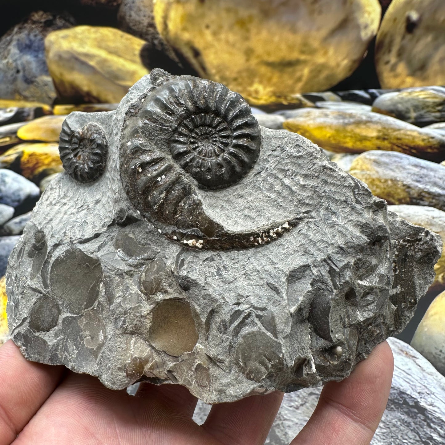 Amaltheus subnodosus ammonite fossil - Whitby, North Yorkshire Jurassic Coast, Yorkshire Fossils