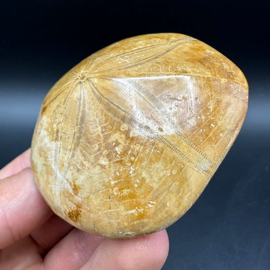 Holectypus Sea Urchin Fossil With Box And Stand - Middle Jurassic Madagascar