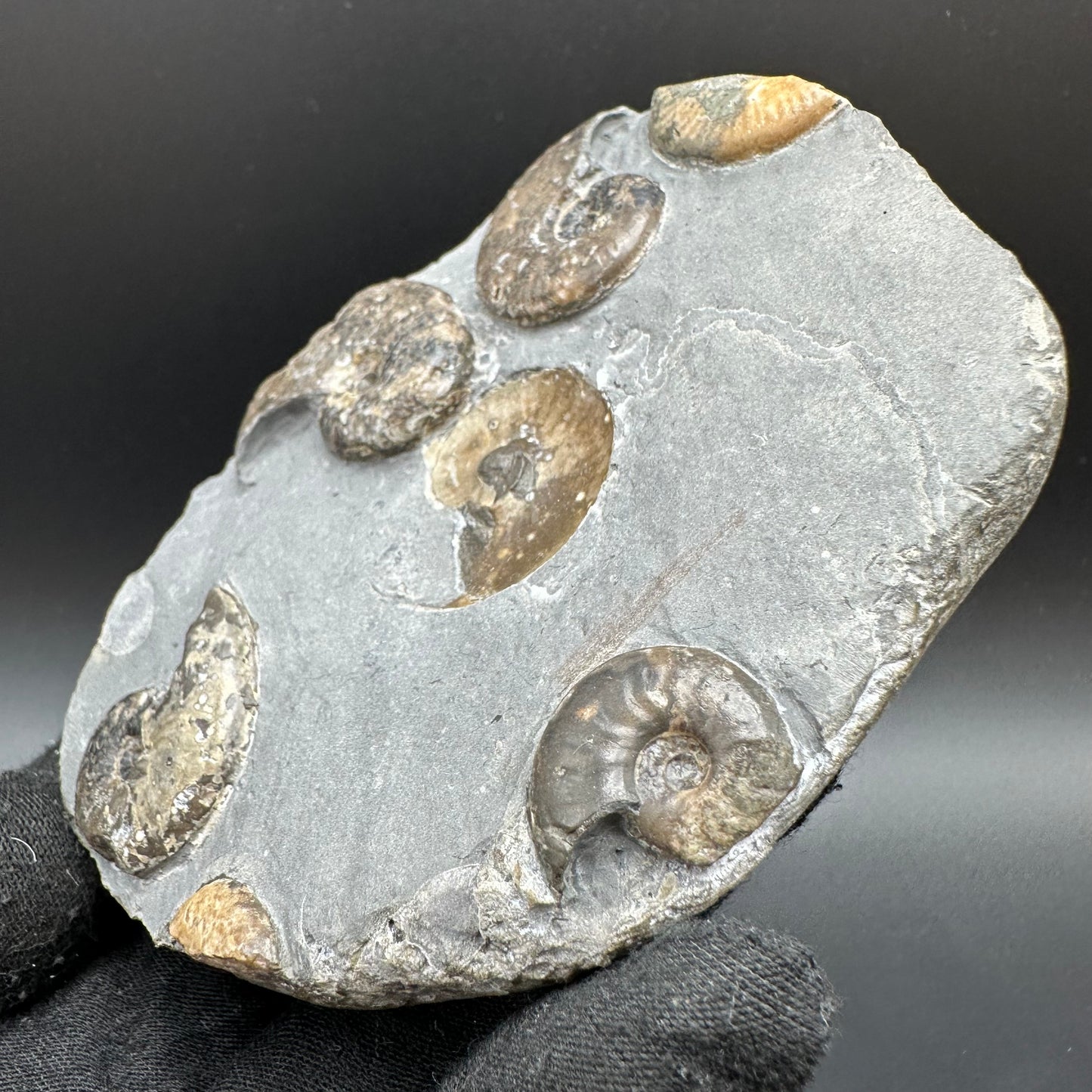 Eleganticeras Elegantulum ammonite with box and stand - Whitby, North Yorkshire Jurassic Coast, Yorkshire Fossils