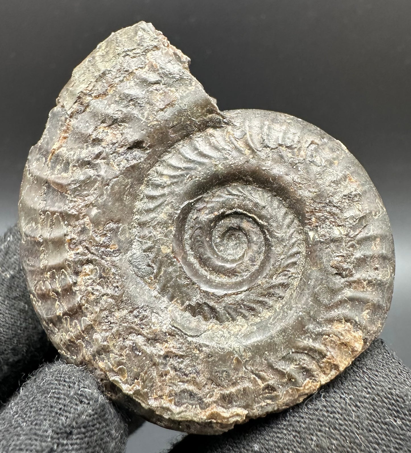 Hildoceras lusitanicum Ammonite fossil with box and stand - Whitby, North Yorkshire, Jurassic Coast, Yorkshire Fossils from the Jurassic Coast