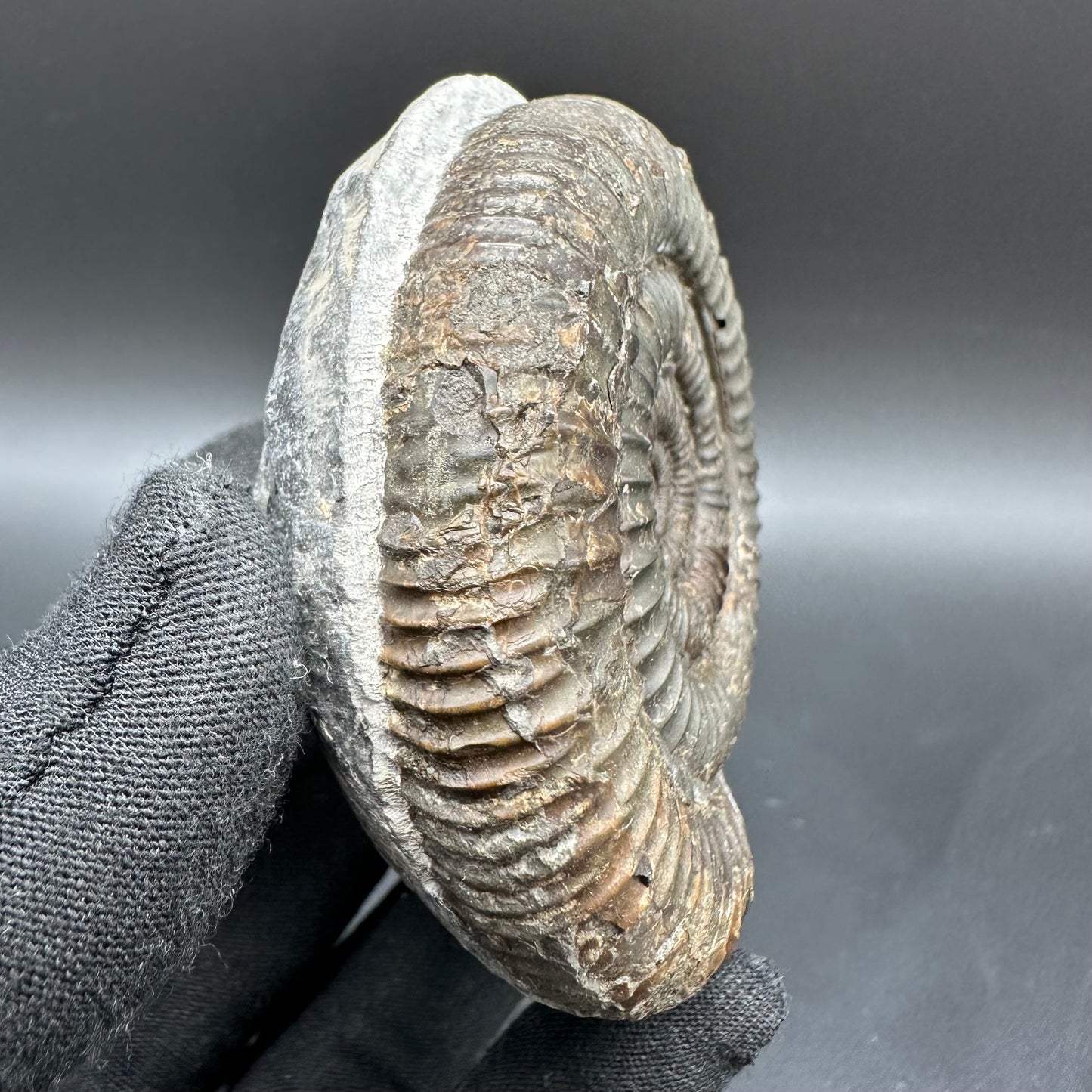 Dactylioceras Ammonite Fossil With Box And Stand - Whitby, North Yorkshire Jurassic Coast Yorkshire Fossils