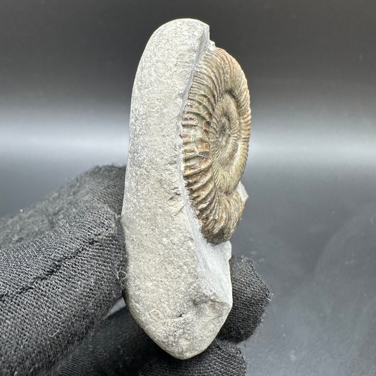 Dactylioceras Ammonite Fossil With Box And Stand - Whitby, North Yorkshire Jurassic Coast Yorkshire Fossils