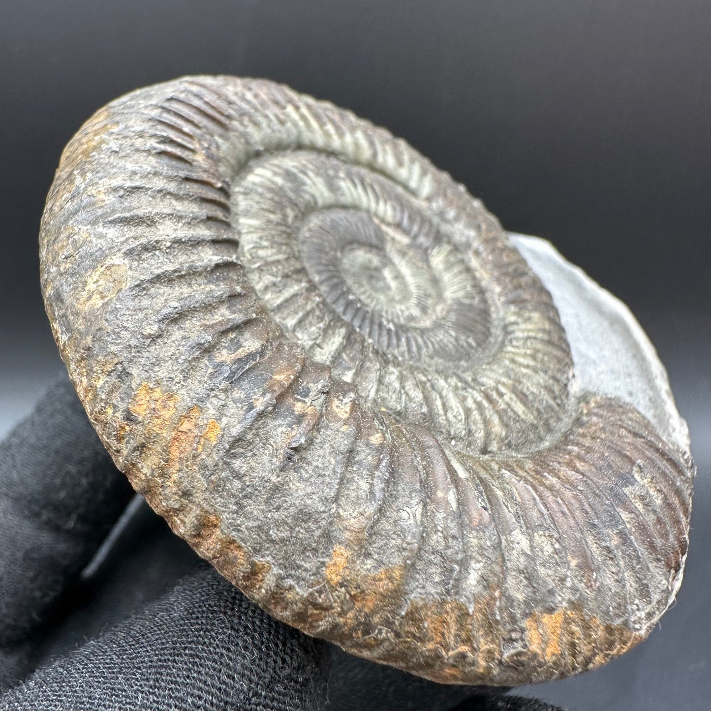 Dactylioceras Ammonite Fossil With Box And Stand - Whitby, North Yorkshire Jurassic Coast Yorkshire Fossils