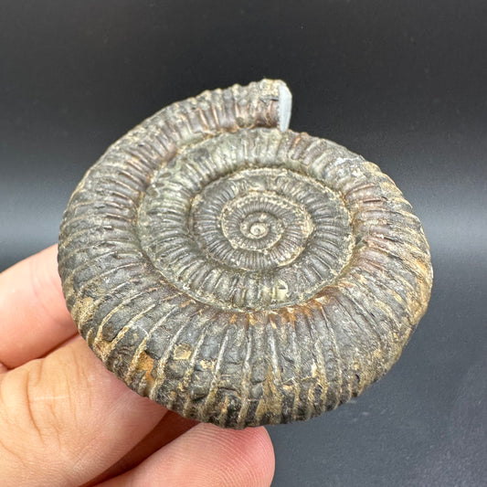 Dactylioceras Ammonite Fossil With Box And Stand - Whitby, North Yorkshire Jurassic Coast Yorkshire Fossils