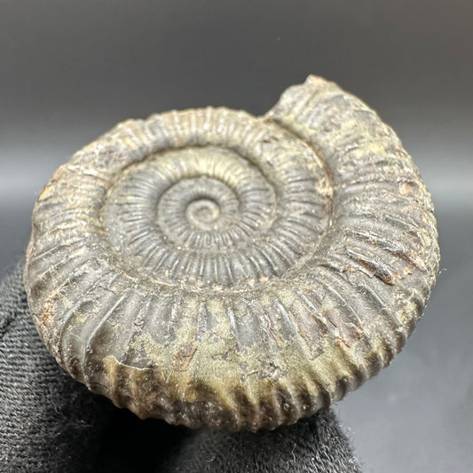 Dactylioceras Ammonite Fossil With Box And Stand - Whitby, North Yorkshire Jurassic Coast Yorkshire Fossils
