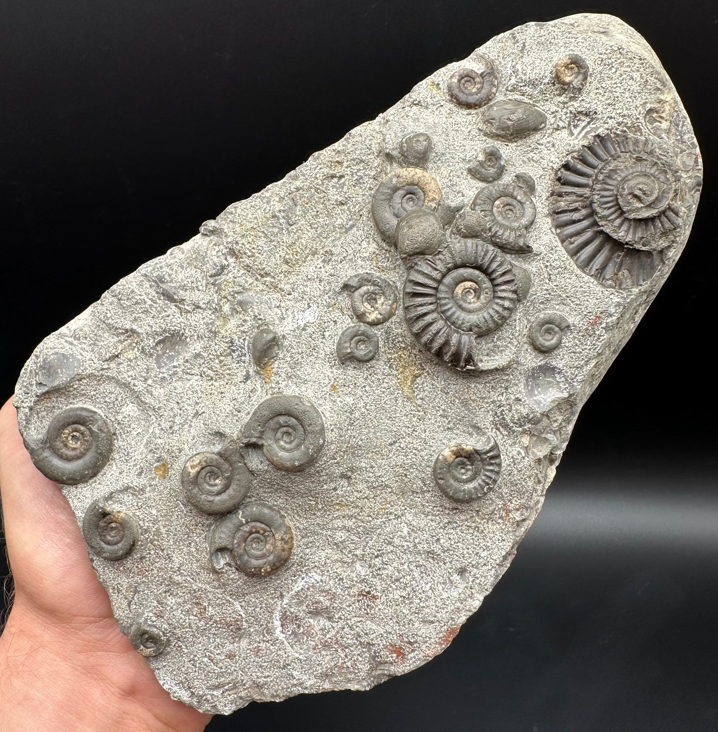 Arnioceras ammonite shell fossil with stand - Whitby, North Yorkshire Jurassic Coast Yorkshire Fossils