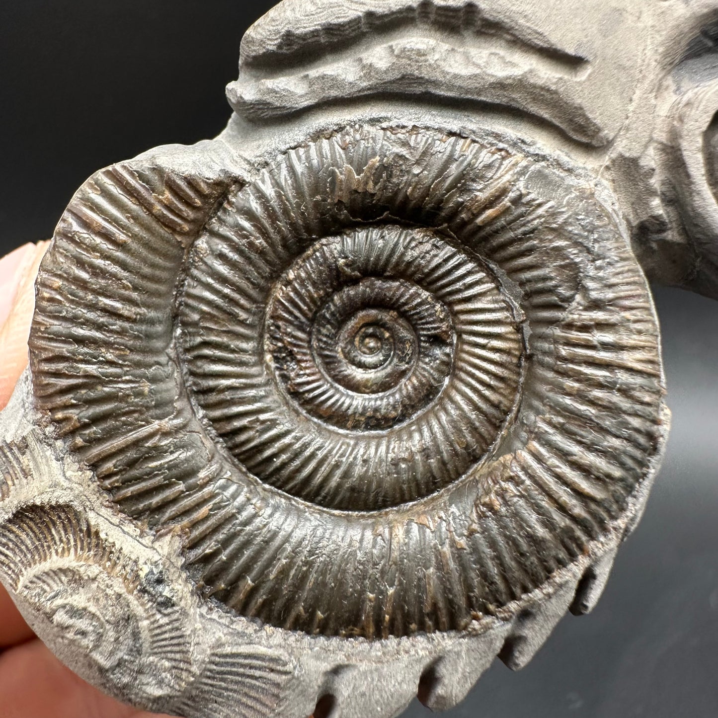 ‘Rammonite’ Snakestone Ammonite Fossil With Bag/Box And Stand - Whitby, North Yorkshire Jurassic Coast Yorkshire Fossils by