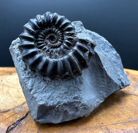 Gagaticeras Ammonite fossil with box and stand - Whitby, North Yorkshire Jurassic Coast Yorkshire Fossils