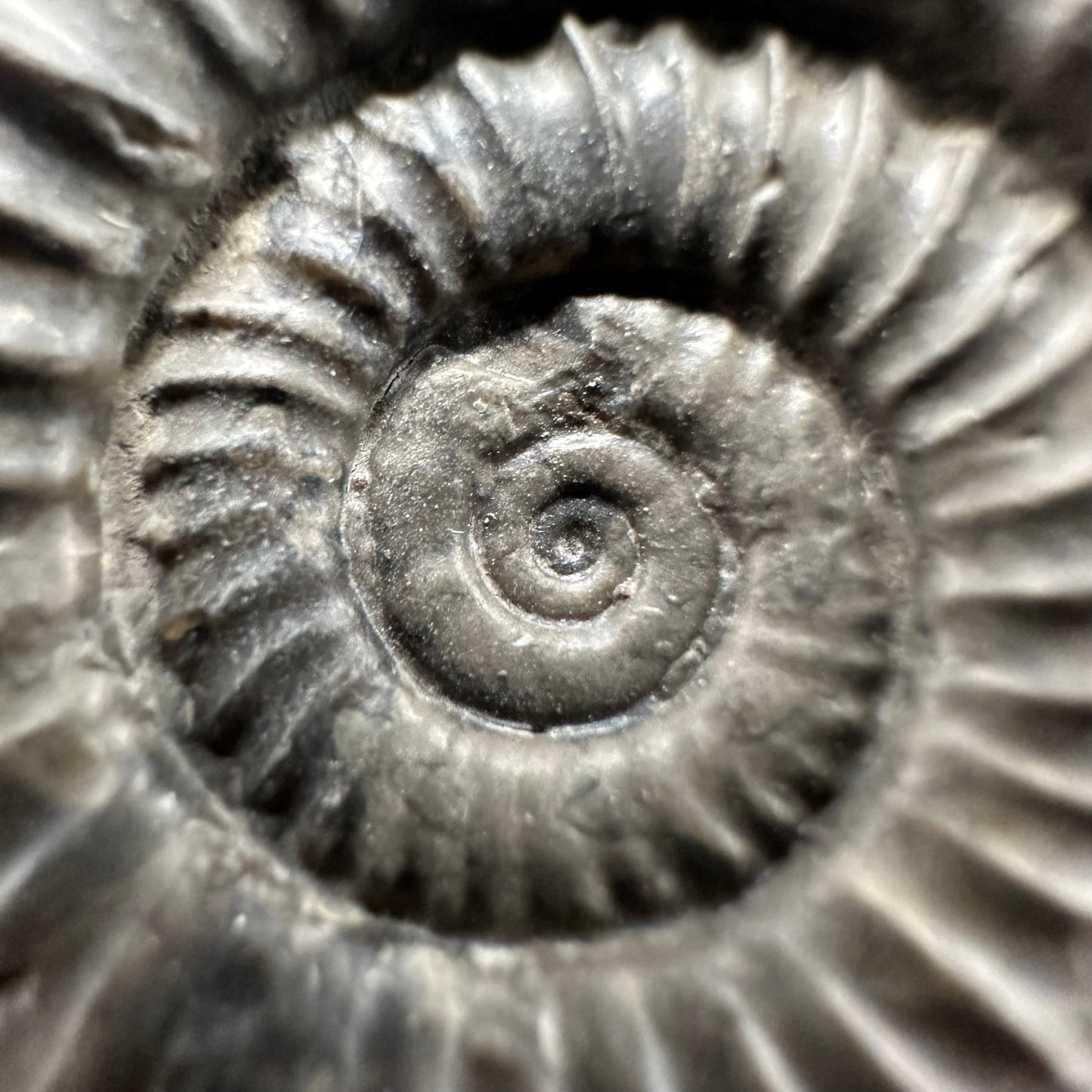 Arnioceras ammonite shell fossil with box and stand - Whitby, North Yorkshire Jurassic Coast Yorkshire Fossils