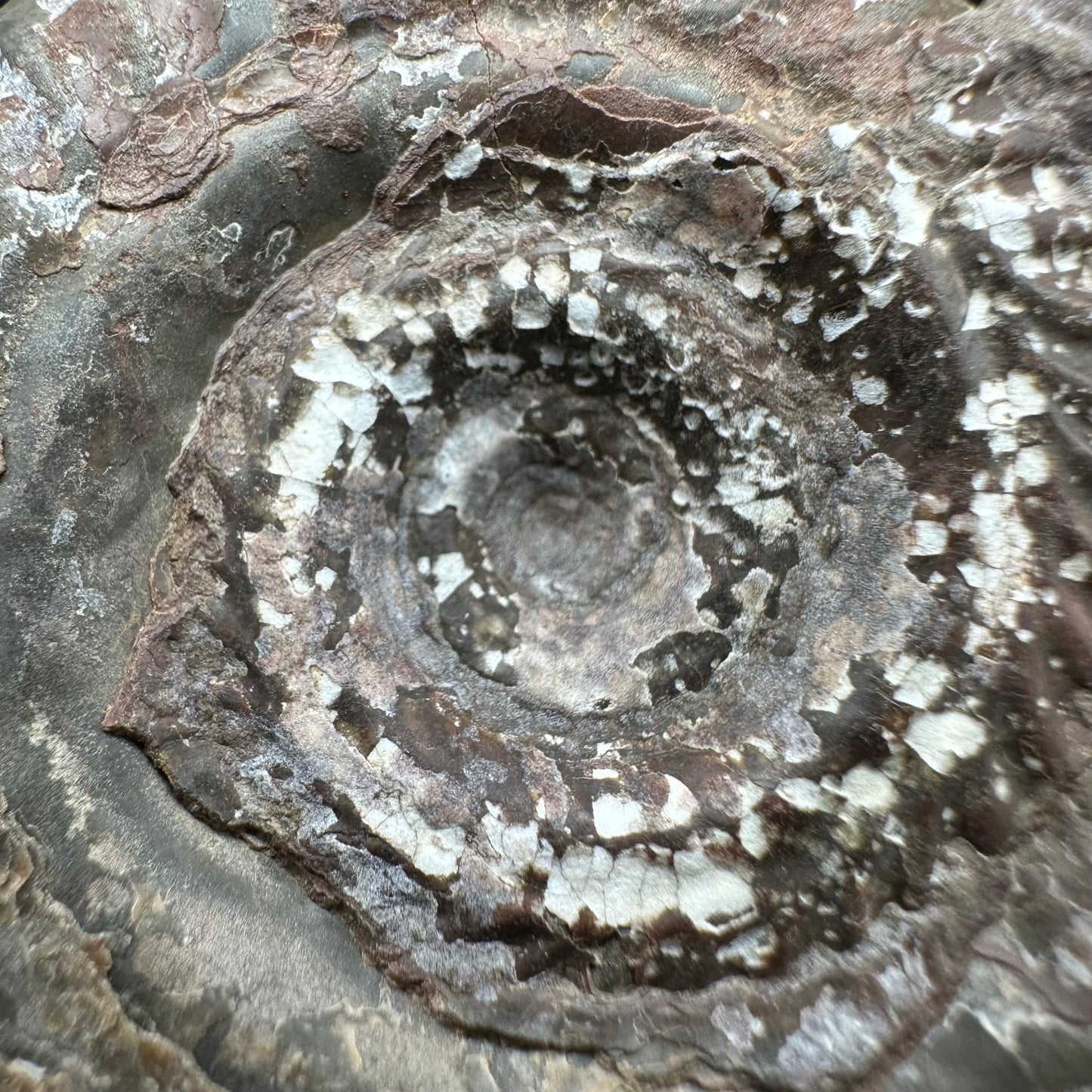 Hildoceras Bifrons Ammonite fossil with box and stand - Whitby, North Yorkshire Jurassic Coast, Yorkshire Fossils from the Jurassic Coast