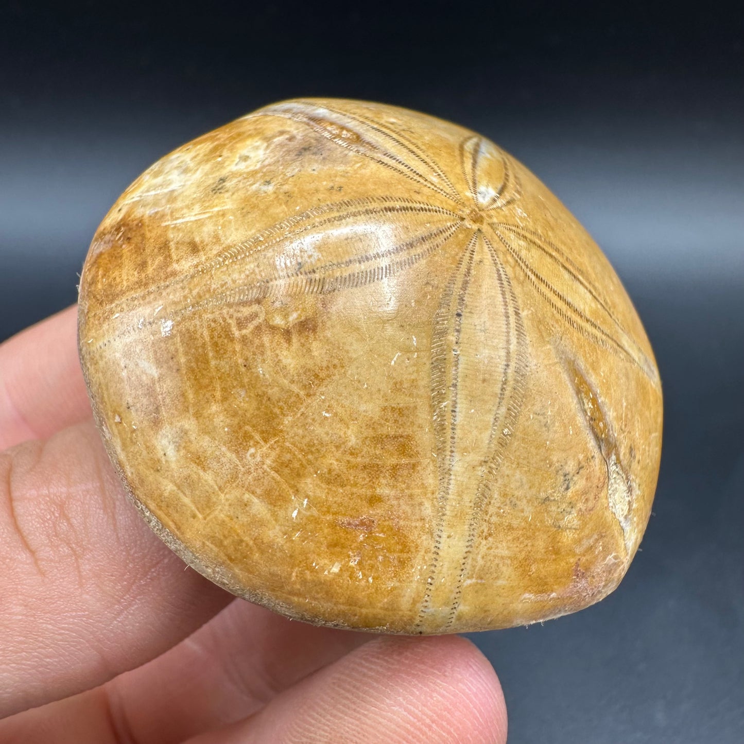 Holectypus Sea Urchin Fossil With Box And Stand - Middle Jurassic Madagascar