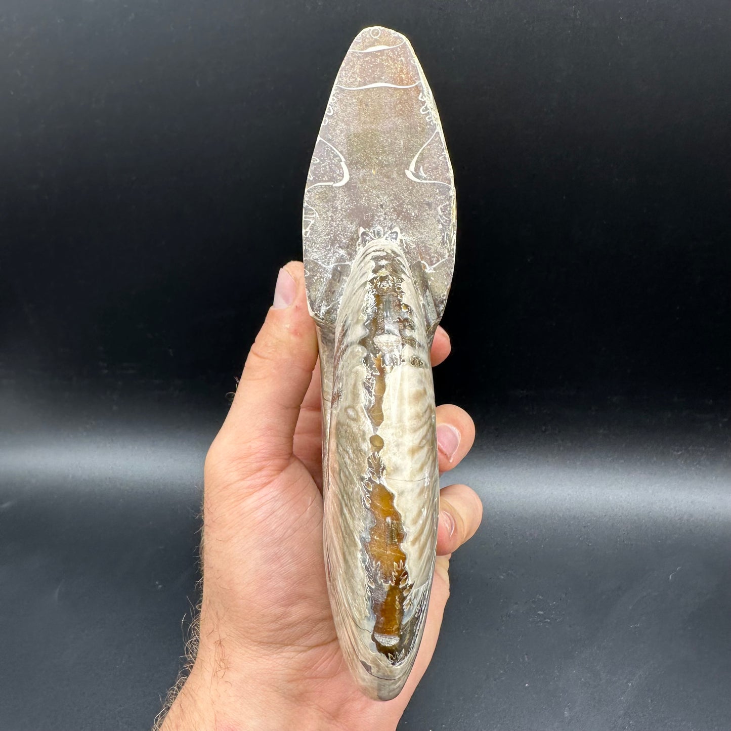 Cleoniceras Ammonite Fossil With Stand - Cretaceous Ammonite Madagascar