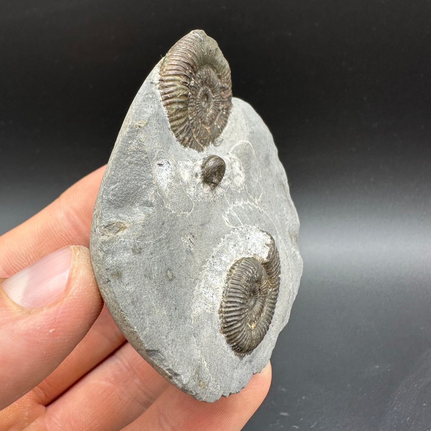 Dactylioceras Ammonite Fossil With Box And Stand - Whitby, North Yorkshire Jurassic Coast Yorkshire Fossils