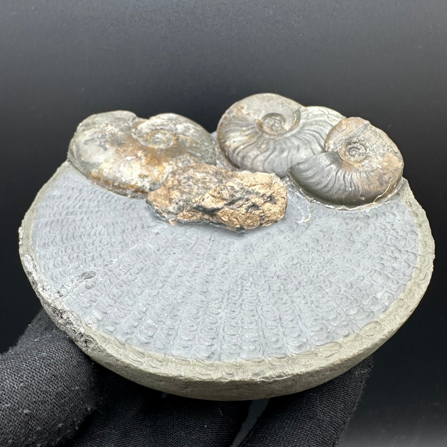 Eleganticeras Elegantulum ammonite / Coprolite fossil with box and stand - Whitby, North Yorkshire Jurassic Coast, Yorkshire Fossils