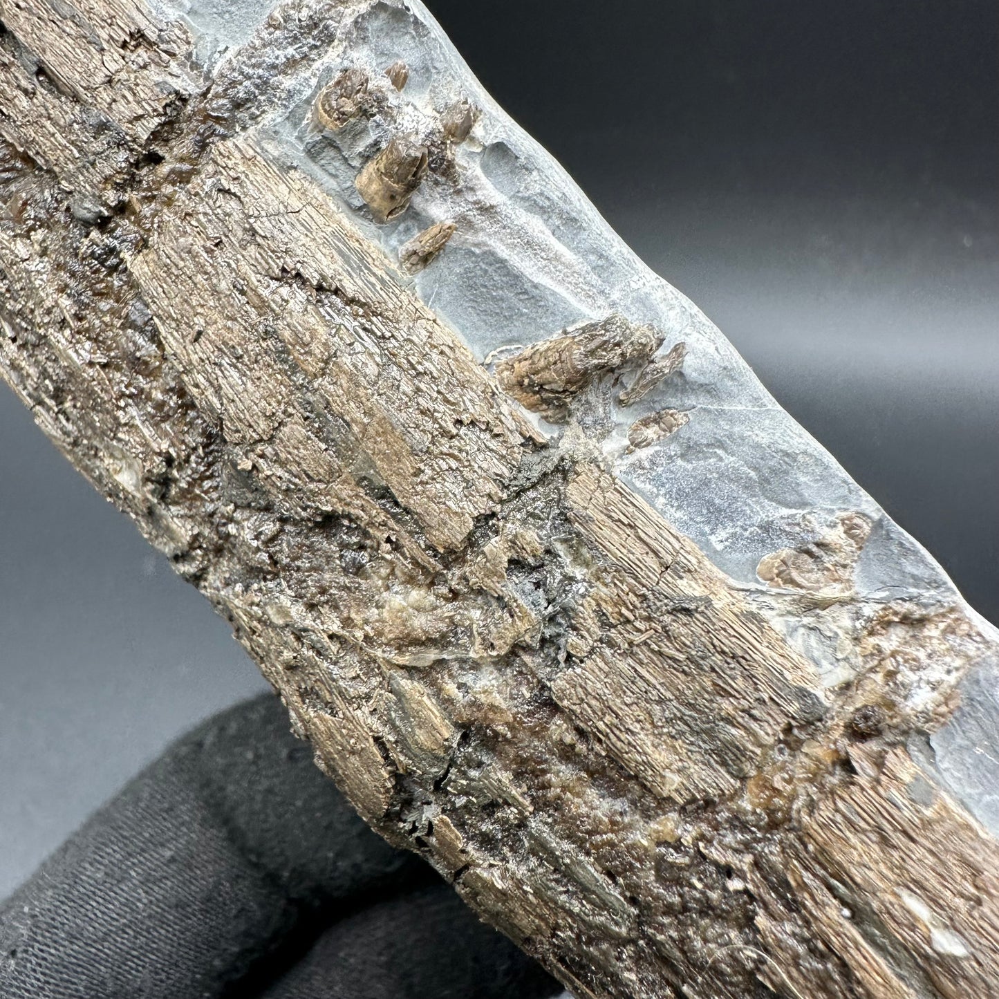 Ichthyosaur Partial Jaw fossil - Whitby, North Yorkshire Jurassic Coast, Yorkshire fossils