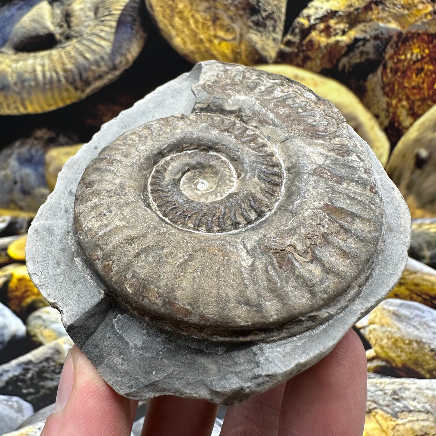 Hildoceras lusitanicum ammonite fossil - Whitby, North Yorkshire, Jurassic Coast, Yorkshire Fossils