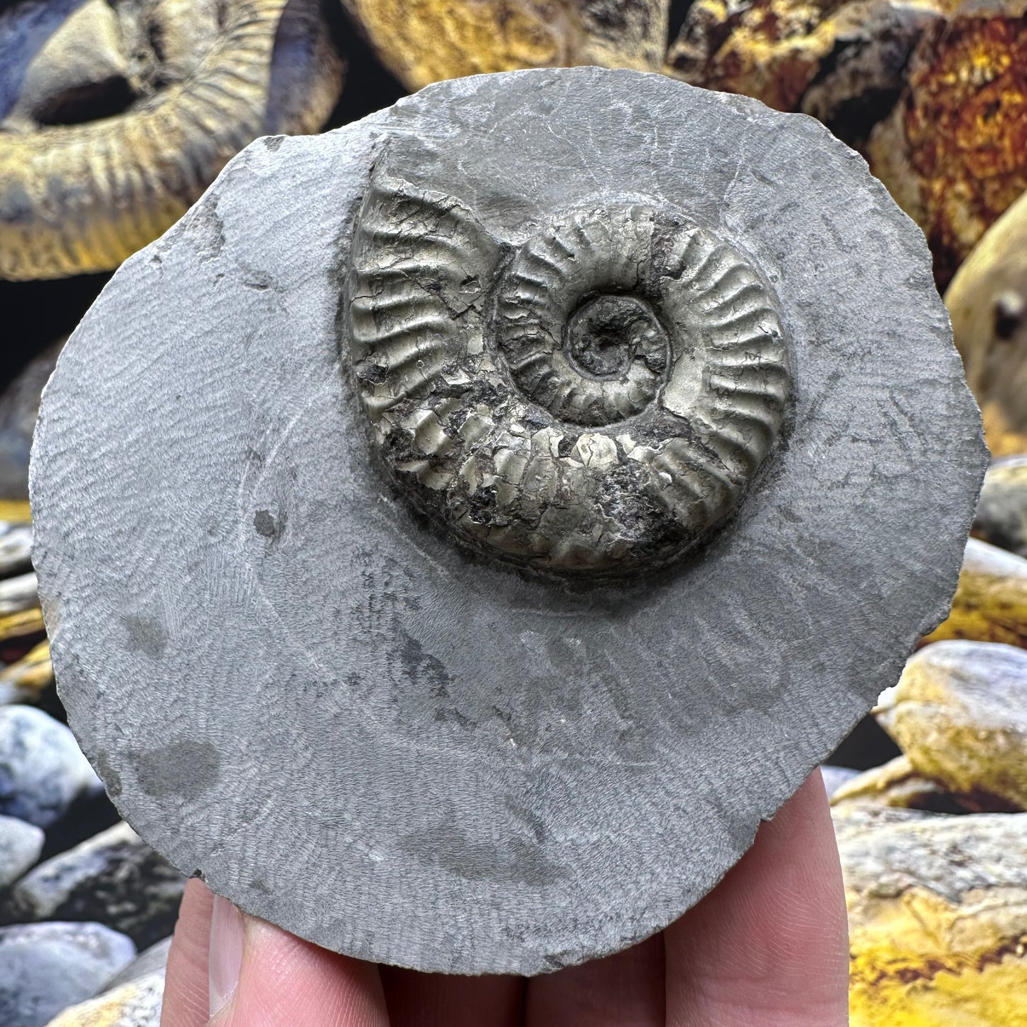 Hildoceras lusitanicum ammonite fossil - Whitby, North Yorkshire, Jurassic Coast, Yorkshire Fossils
