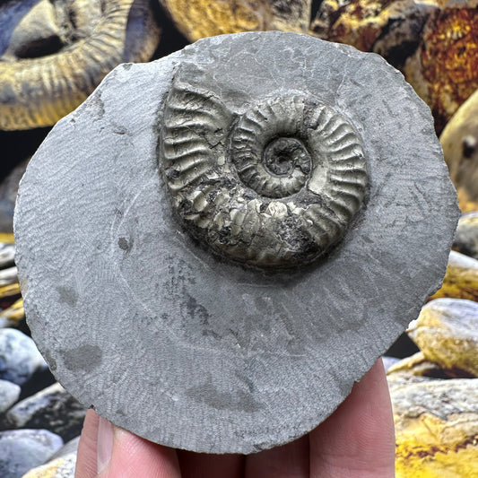 Hildoceras lusitanicum ammonite fossil - Whitby, North Yorkshire, Jurassic Coast, Yorkshire Fossils