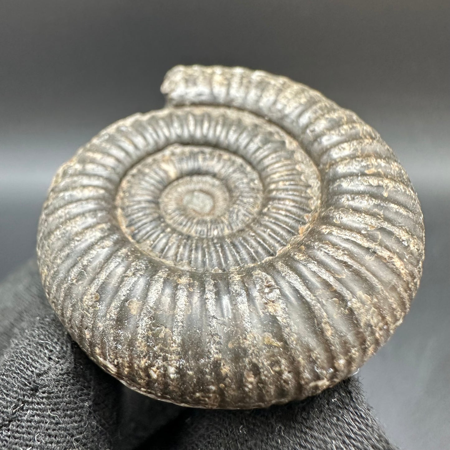 Dactylioceras Ammonite Fossil With Box And Stand - Whitby, North Yorkshire Jurassic Coast Yorkshire Fossils