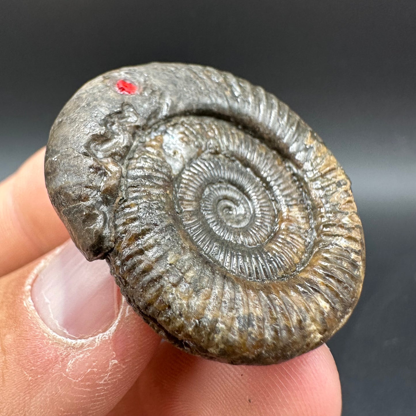 Snakestone Ammonite Fossil With Bag/Box And Stand - Whitby, North Yorkshire Jurassic Coast Yorkshire Fossils