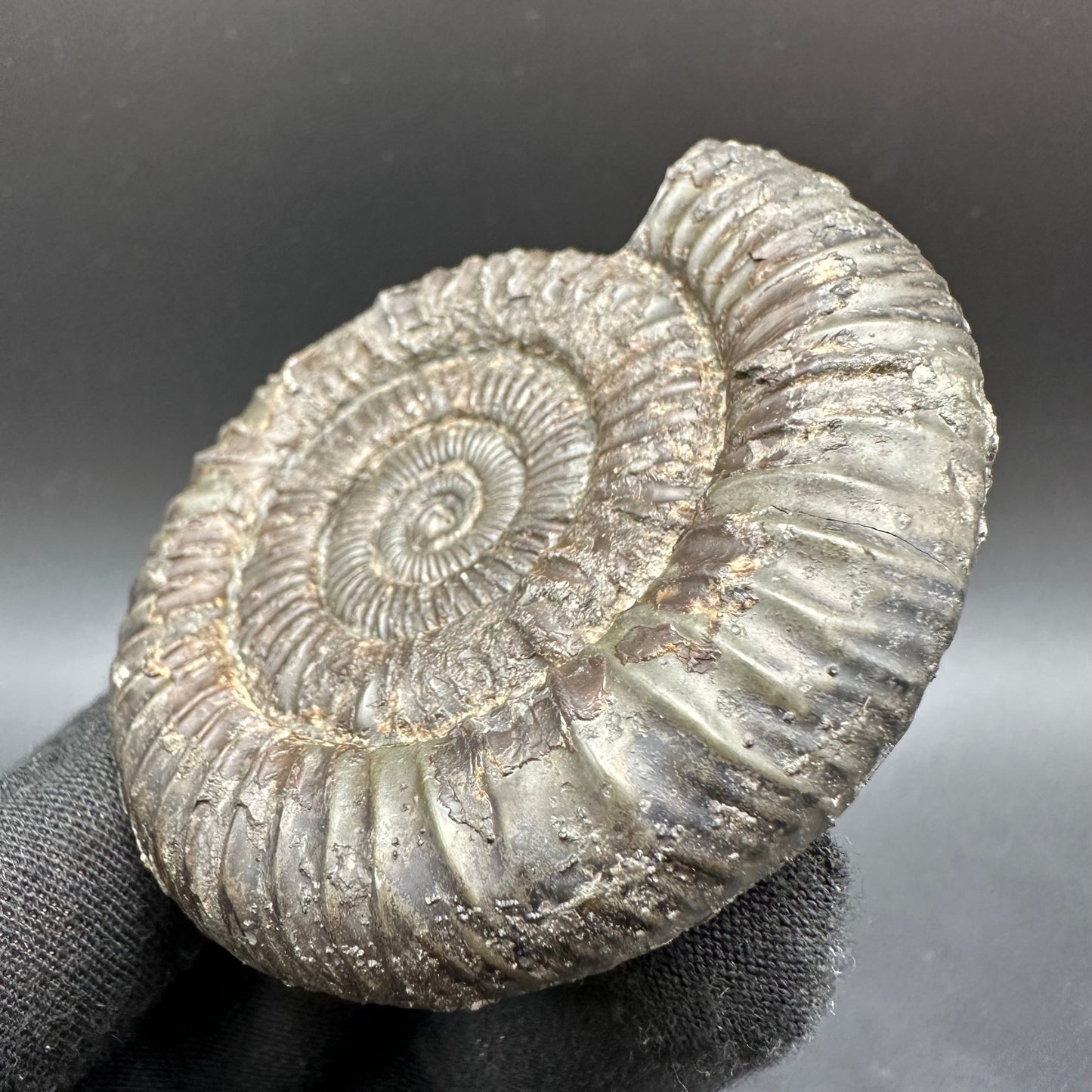 Dactylioceras Ammonite Fossil With Box And Stand - Whitby, North Yorkshire Jurassic Coast Yorkshire Fossils