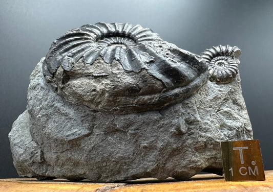 Asteroceras Ammonite fossil with box and stand - Whitby, North Yorkshire Jurassic Coast Yorkshire Fossils