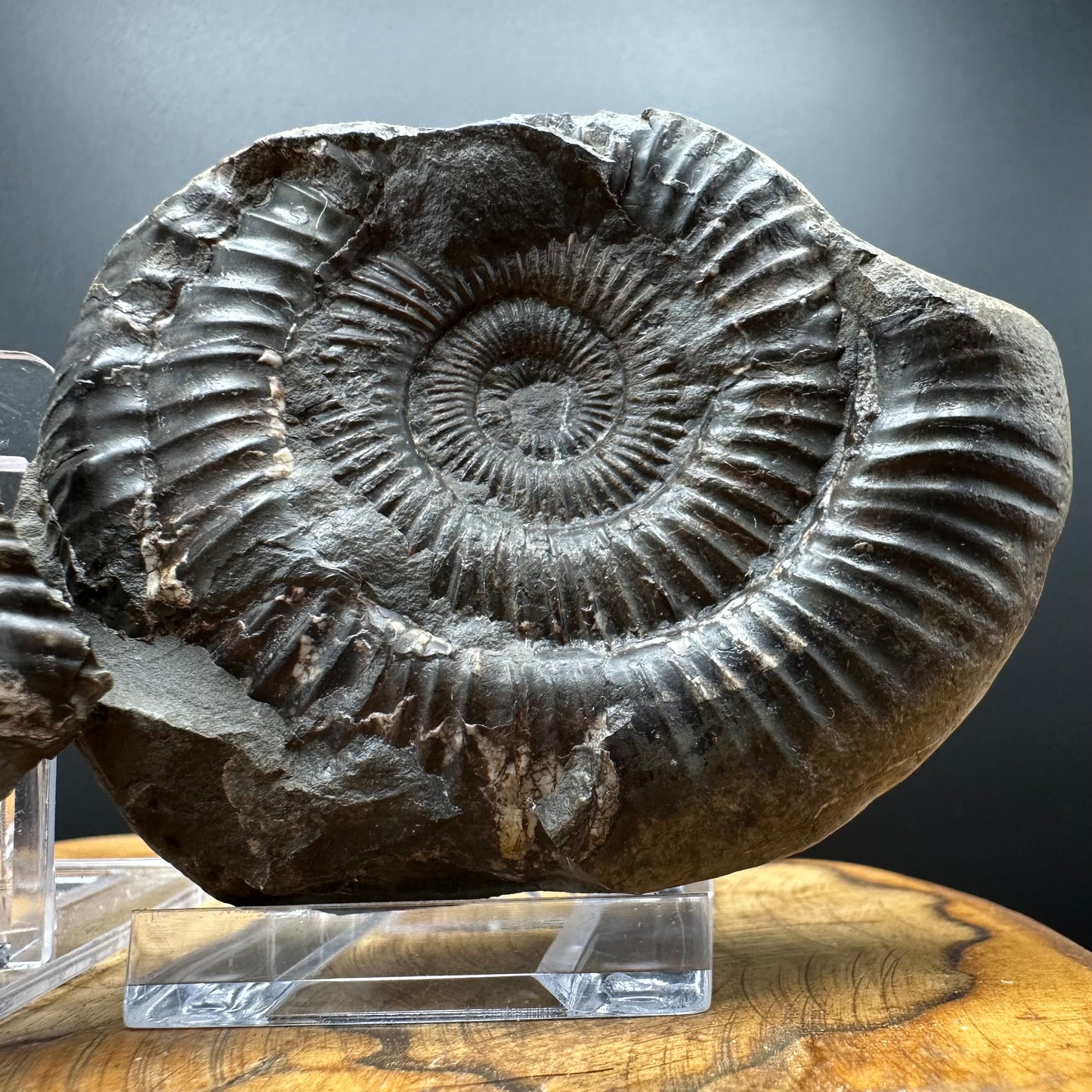 Dactylioceras Ammonite nodule (split pair) Fossil With Box And Stand - Whitby, North Yorkshire Jurassic Coast Yorkshire Fossils