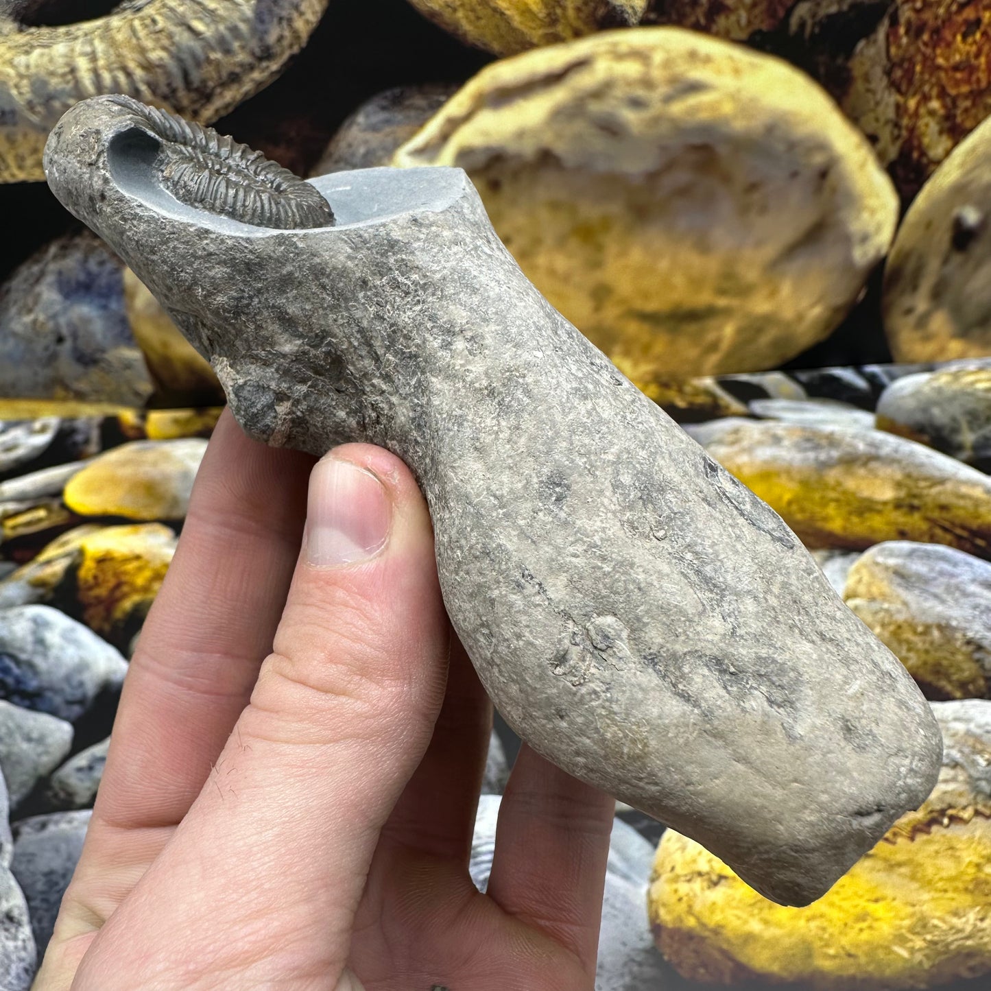 Catacoeloceras jordani ammonite fossil - Whitby, North Yorkshire